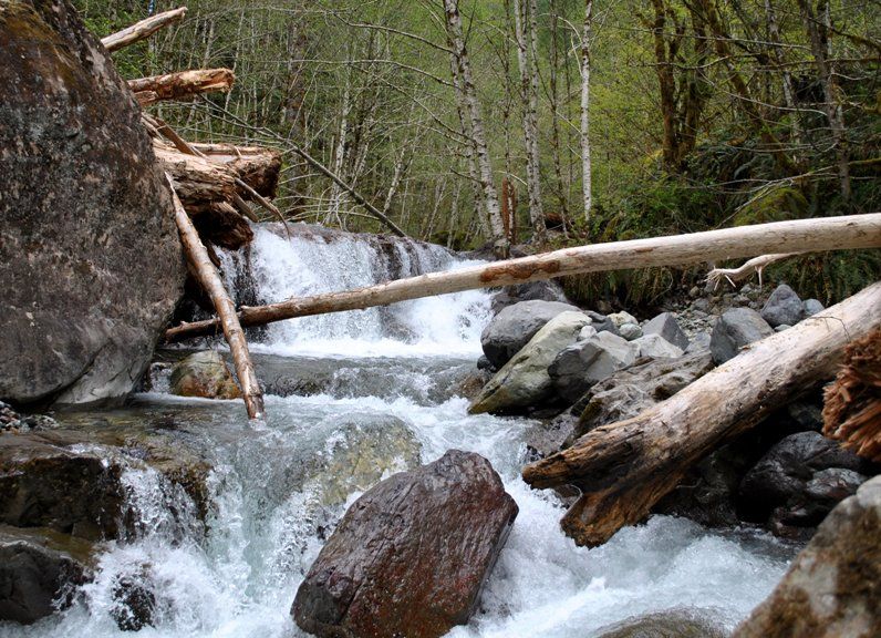 Oregon Sardine Creek, Willamette NF Expedition Portal